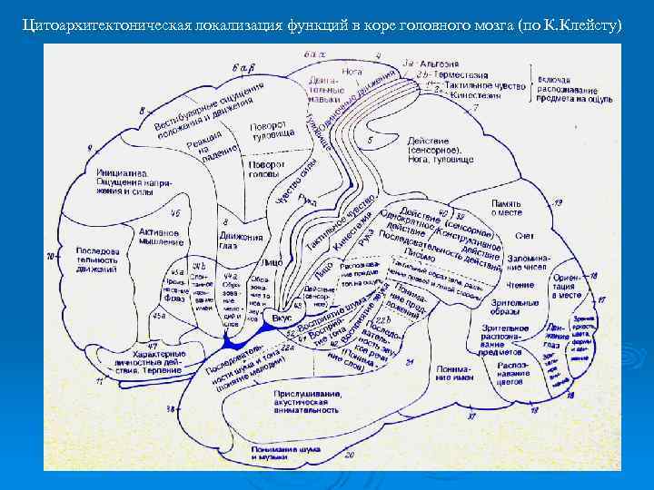 Цитоархитектоническая локализация функций в коре головного мозга (по К. Клейсту) 