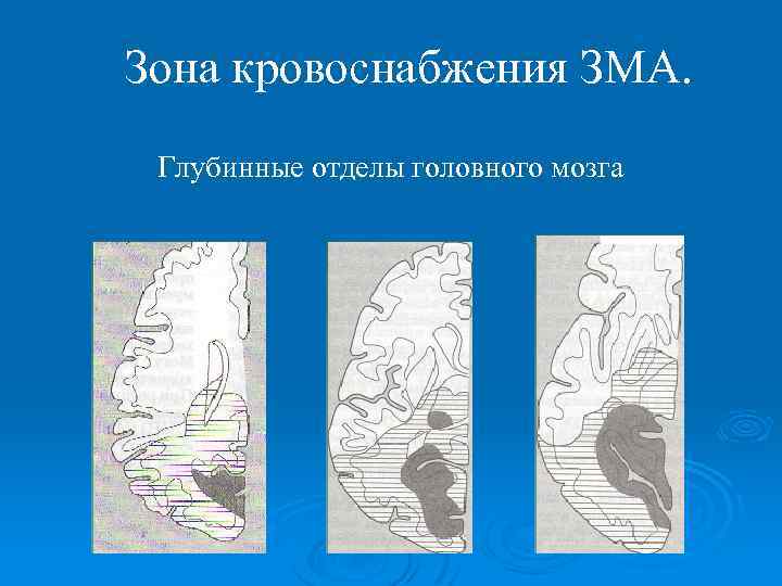Зона кровоснабжения ЗМА. Глубинные отделы головного мозга 