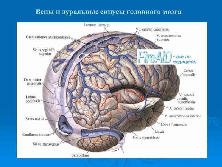 Вены и дуральные синусы головного мозга 