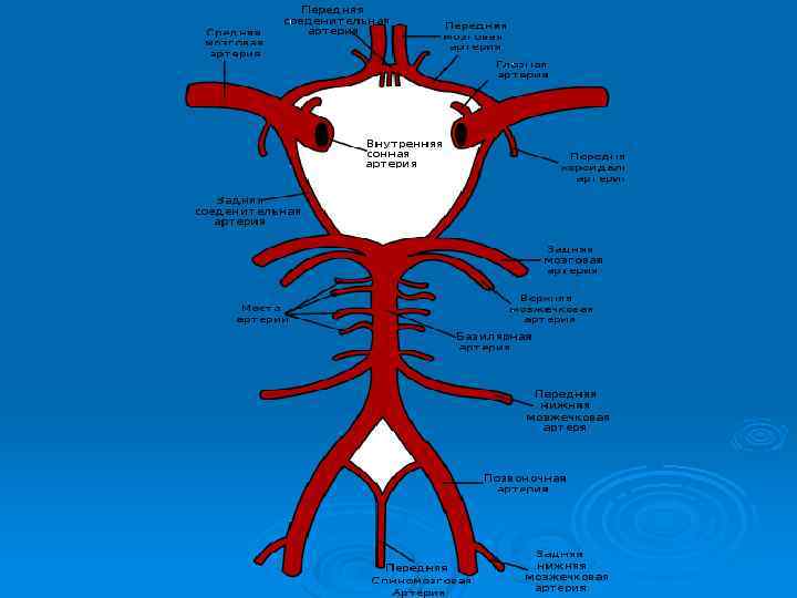 Виллизиев круг в головном мозге что