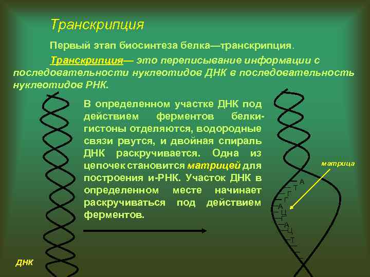 Транскрипция Первый этап биосинтеза белка—транскрипция. Транскрипция— это переписывание информации с последовательности нуклеотидов ДНК в