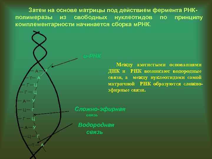 Затем на основе матрицы под действием фермента РНКполимеразы из свободных нуклеотидов по принципу комплементарности
