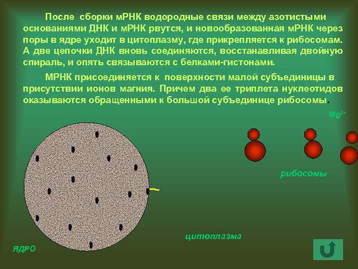 После сборки м. РНК водородные связи между азотистыми основаниями ДНК и м. РНК рвутся,