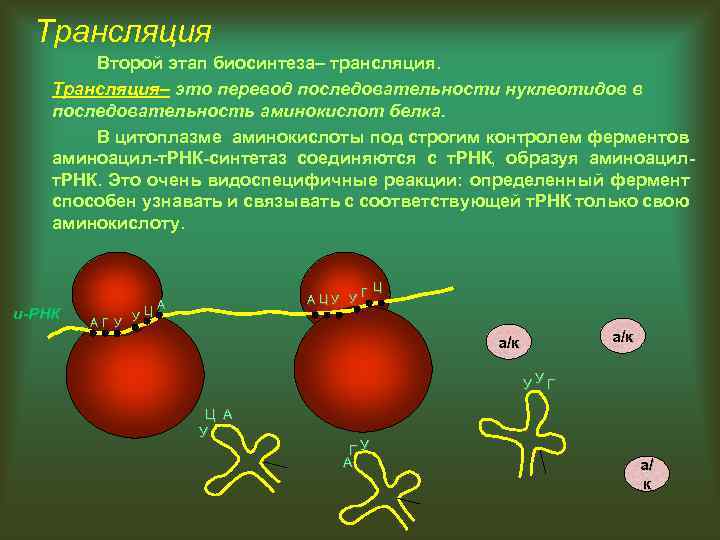 Трансляция Второй этап биосинтеза– трансляция. Трансляция– это перевод последовательности нуклеотидов в последовательность аминокислот белка.