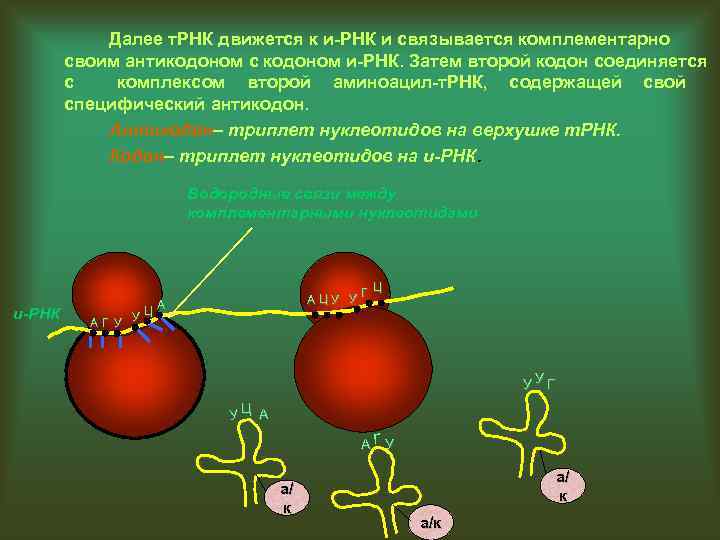 Далее т. РНК движется к и-РНК и связывается комплементарно своим антикодоном с кодоном и-РНК.