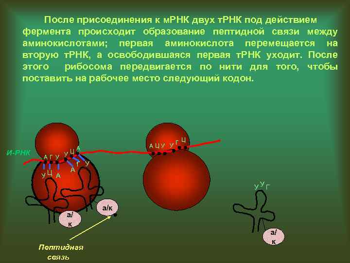 После присоединения к м. РНК двух т. РНК под действием фермента происходит образование пептидной