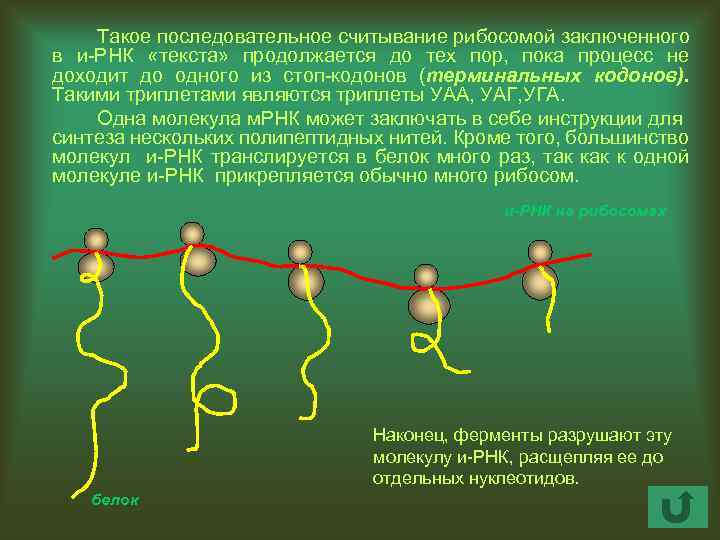 Такое последовательное считывание рибосомой заключенного в и-РНК «текста» продолжается до тех пор, пока процесс
