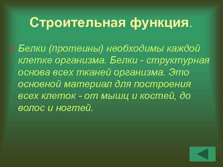 Строительная функция. § Белки (протеины) необходимы каждой клетке организма. Белки - структурная основа всех