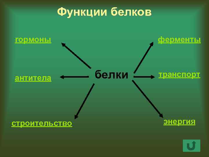Функции белков гормоны антитела строительство ферменты белки транспорт энергия 