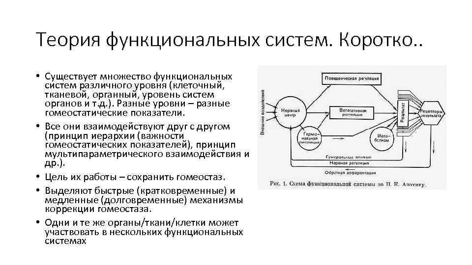 Общая схема функциональной системы регуляции физиологических констант организма по п к анохину