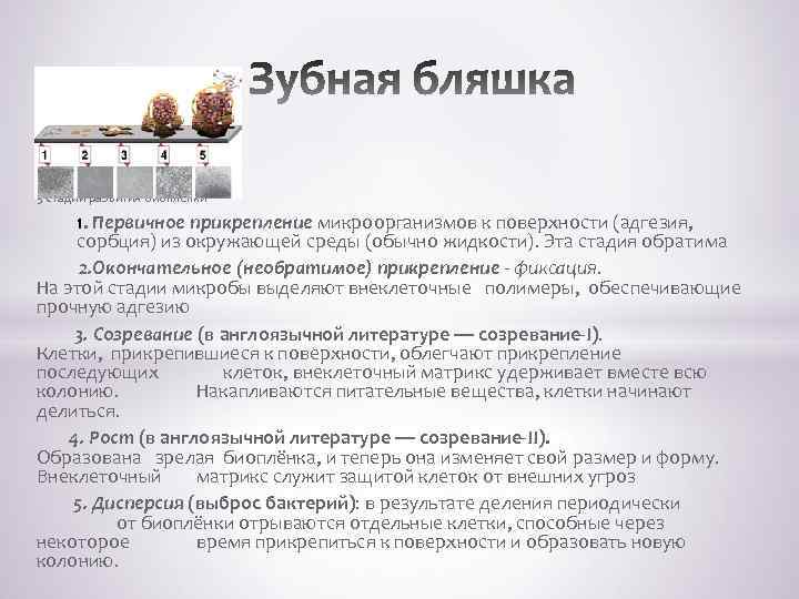  5 стадий развития биопленки 1. Первичное прикрепление микроорганизмов к поверхности (адгезия, сорбция) из