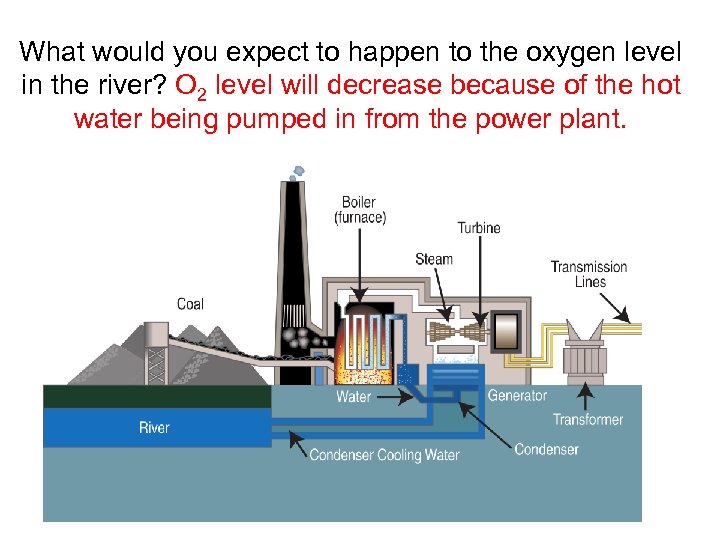 What would you expect to happen to the oxygen level in the river? O