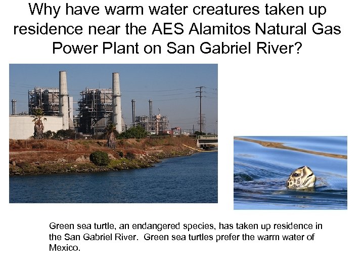 Why have warm water creatures taken up residence near the AES Alamitos Natural Gas