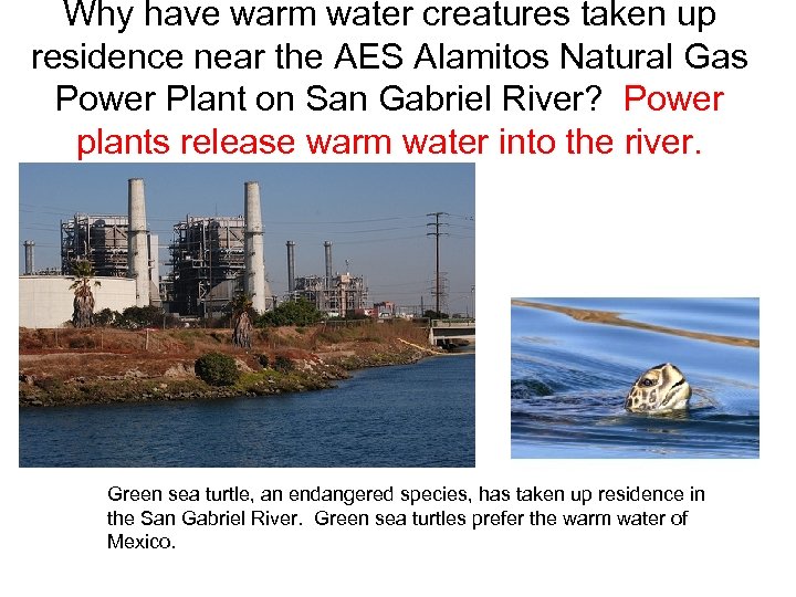 Why have warm water creatures taken up residence near the AES Alamitos Natural Gas