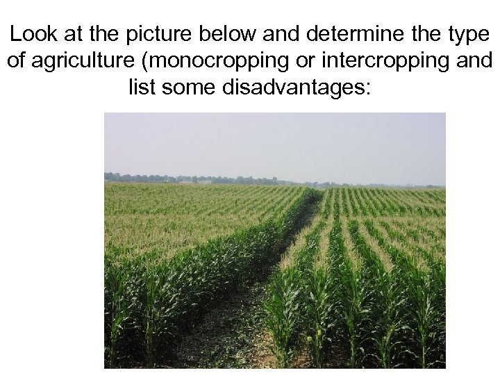 Look at the picture below and determine the type of agriculture (monocropping or intercropping