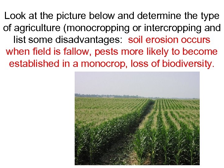 Look at the picture below and determine the type of agriculture (monocropping or intercropping