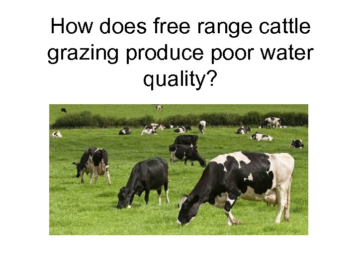 How does free range cattle grazing produce poor water quality? 