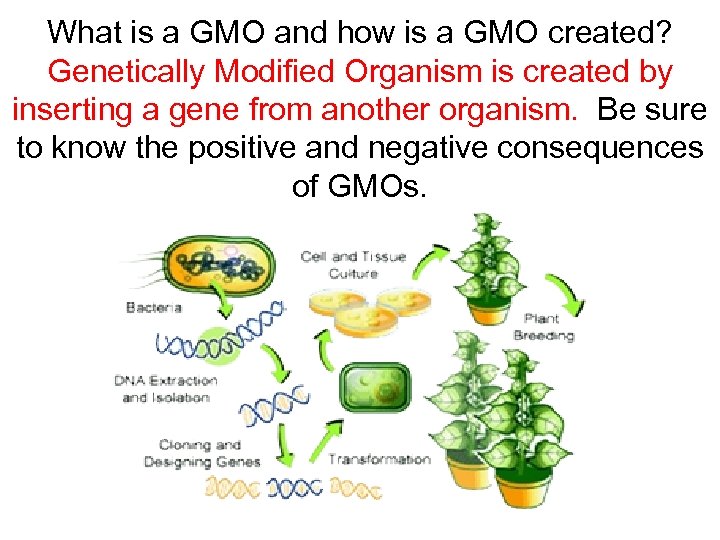 What is a GMO and how is a GMO created? Genetically Modified Organism is