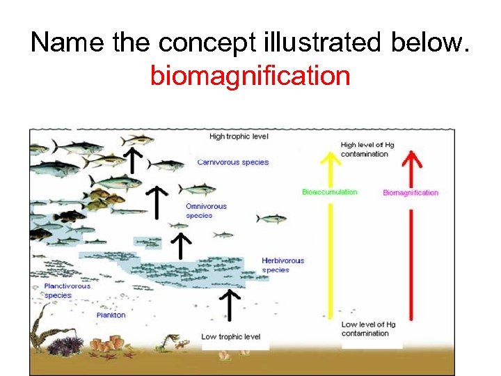 Name the concept illustrated below. biomagnification 