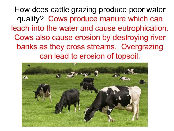 How does cattle grazing produce poor water quality? Cows produce manure which can leach