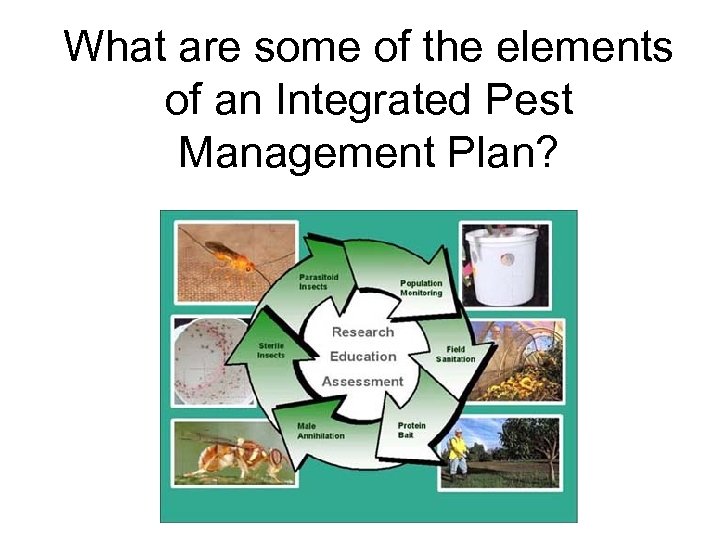 What are some of the elements of an Integrated Pest Management Plan? 