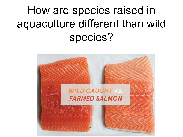 How are species raised in aquaculture different than wild species? 