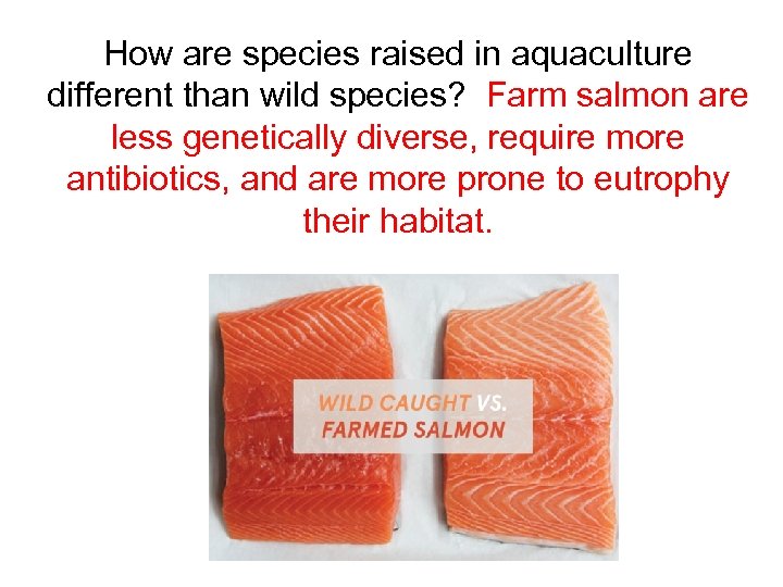 How are species raised in aquaculture different than wild species? Farm salmon are less