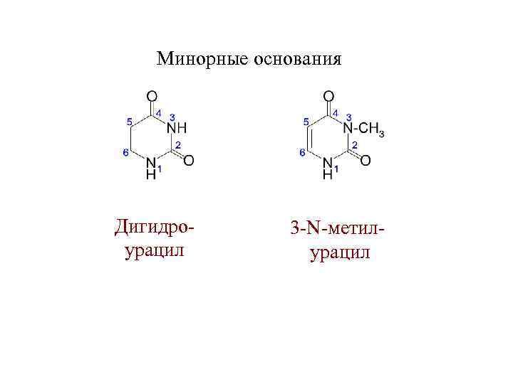 Минорные основания Дигидроурацил 3 -N-метилурацил 