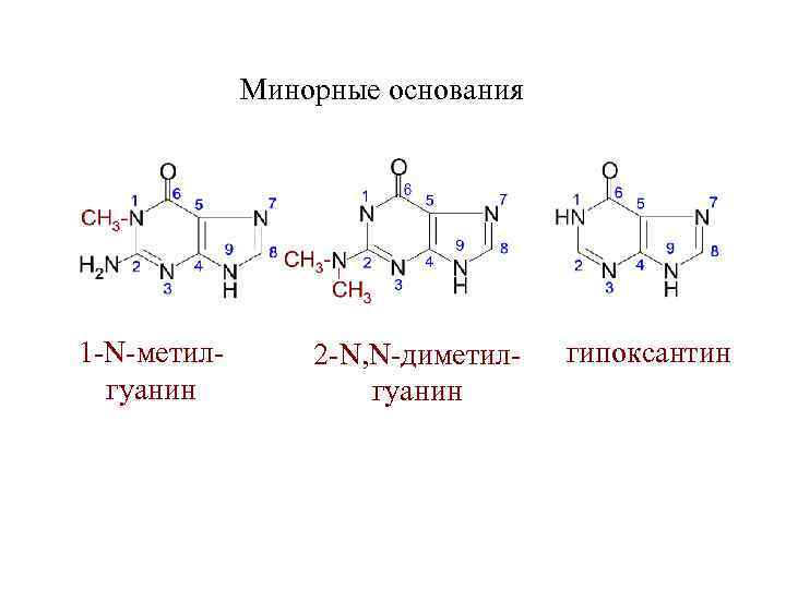 Минорные основания 1 -N-метилгуанин 2 -N, N-диметилгуанин гипоксантин 