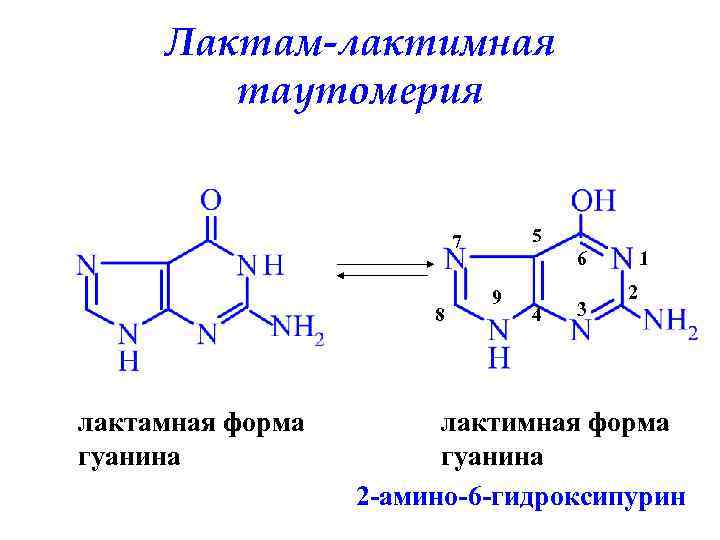 Лактам-лактимная таутомерия 5 7 8 лактамная форма гуанина 6 9 4 3 1 2