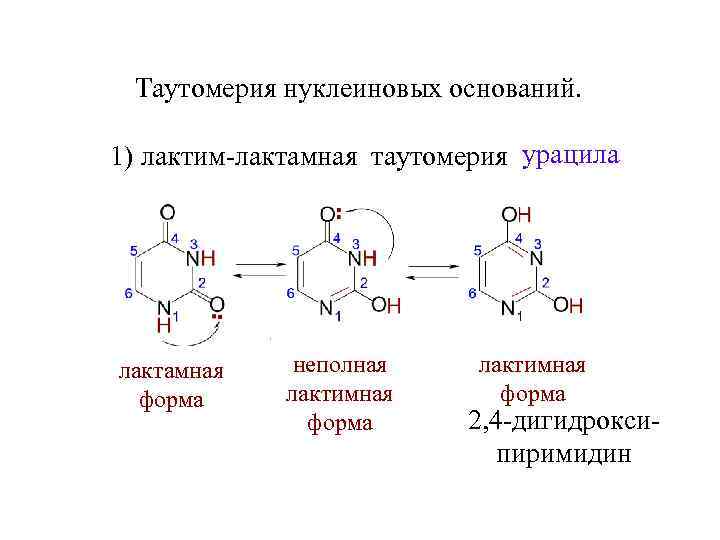 Таутомерия нуклеиновых оснований. 1) лактим-лактамная таутомерия урацила лактамная форма неполная лактимная форма 2, 4