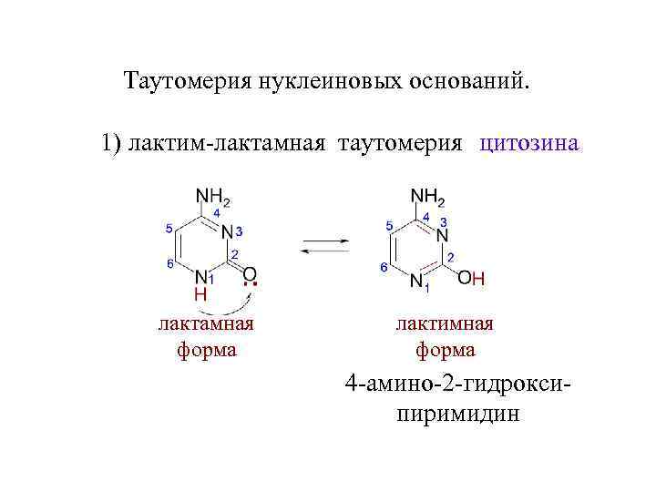 Таутомерия нуклеиновых оснований. 1) лактим-лактамная таутомерия цитозина лактамная форма лактимная форма 4 -амино-2 -гидроксипиримидин