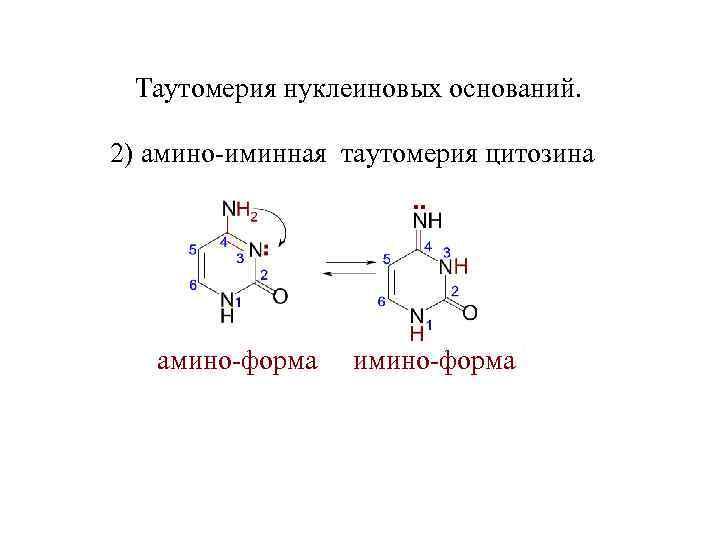 Таутомерия нуклеиновых оснований. 2) амино-иминная таутомерия цитозина амино-форма имино-форма 