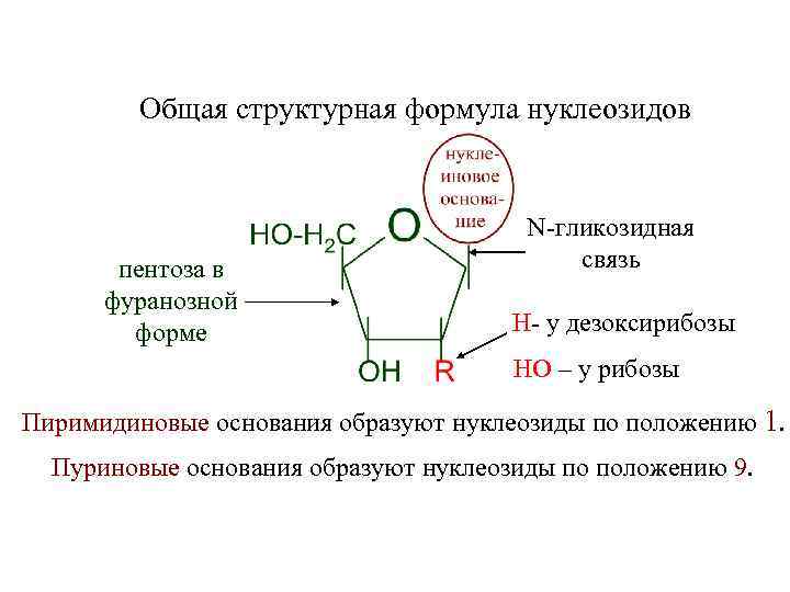 Общая структурная формула нуклеозидов пентоза в фуранозной форме N-гликозидная связь Н- у дезоксирибозы НО