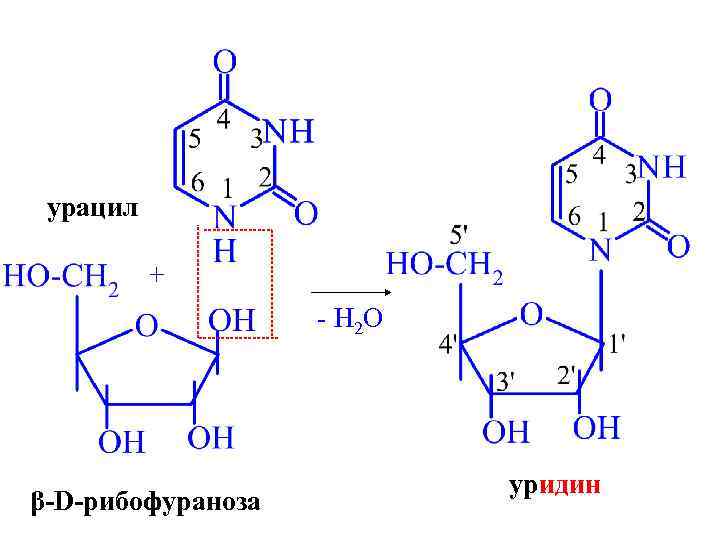 урацил + - H 2 O β-D-рибофураноза уридин 