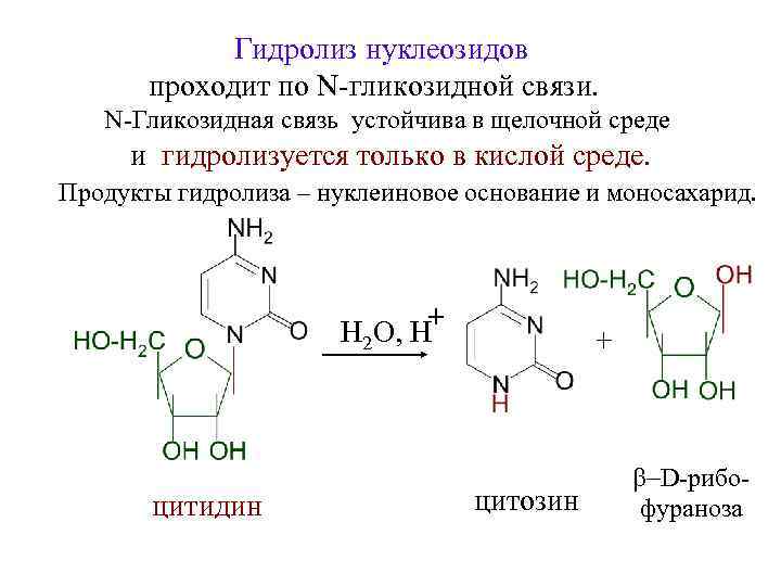 Гидролиз нуклеозидов проходит по N-гликозидной связи. N-Гликозидная связь устойчива в щелочной среде и гидролизуется