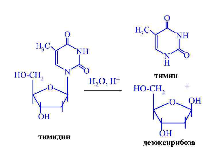 Схема образования тимидина