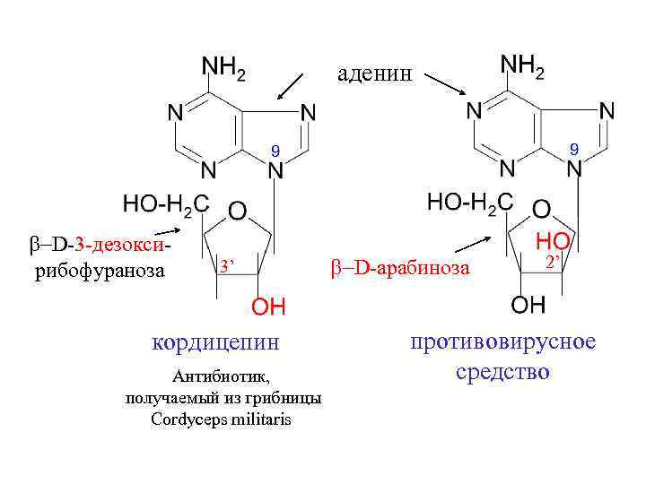 аденин b-D-3 -дезоксирибофураноза 3’ кордицепин Антибиотик, получаемый из грибницы Cordyceps militaris b-D-арабиноза 2’ противовирусное