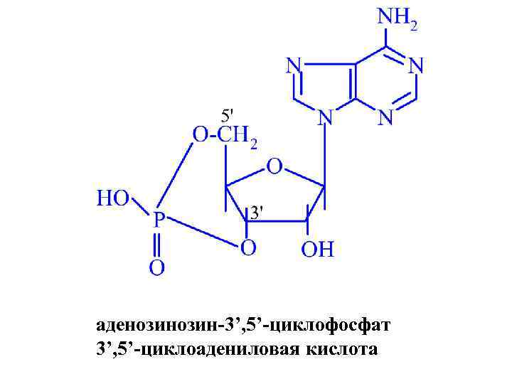 аденозин-3’, 5’-циклофосфат 3’, 5’-циклоадениловая кислота 