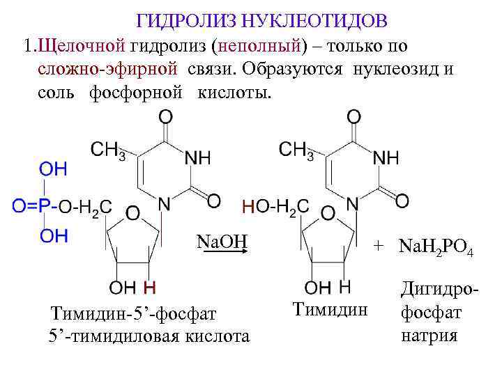 ГИДРОЛИЗ НУКЛЕОТИДОВ 1. Щелочной гидролиз (неполный) – только по сложно-эфирной связи. Образуются нуклеозид и