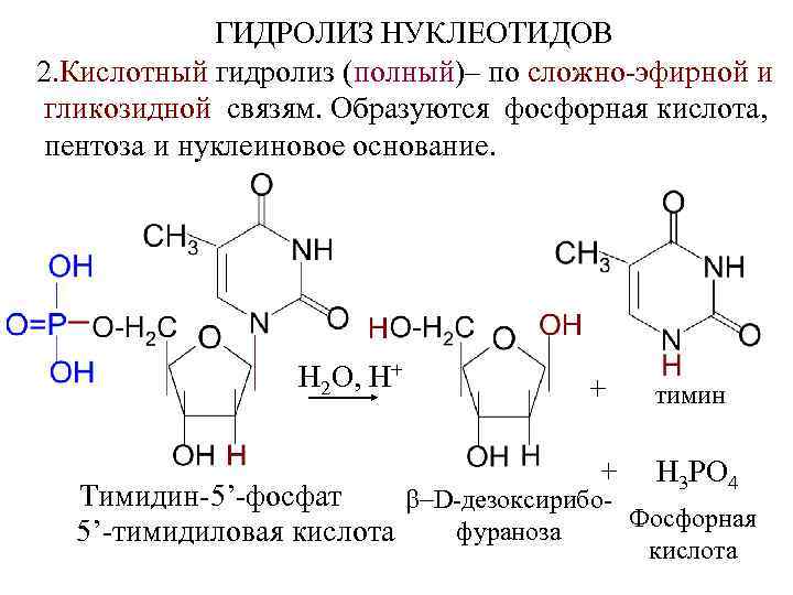 ГИДРОЛИЗ НУКЛЕОТИДОВ 2. Кислотный гидролиз (полный)– по сложно-эфирной и гликозидной связям. Образуются фосфорная кислота,