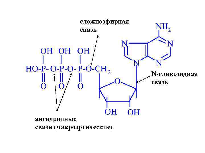 сложноэфирная связь N-гликозидная связь ангидридные связи (макроэргические) 