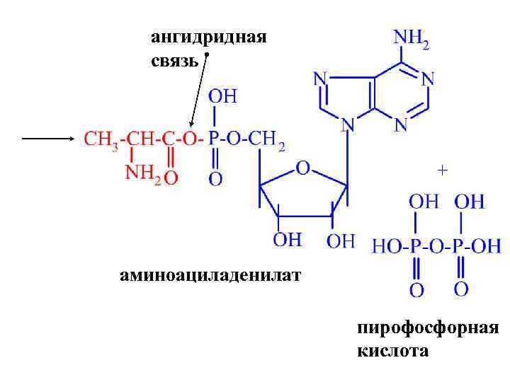 ангидридная связь + аминоациладенилат пирофосфорная кислота 