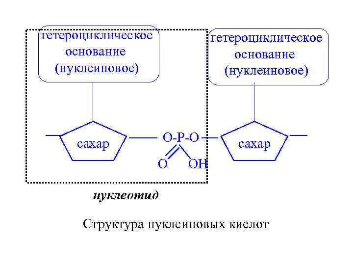 Нуклеиновые кислоты проект