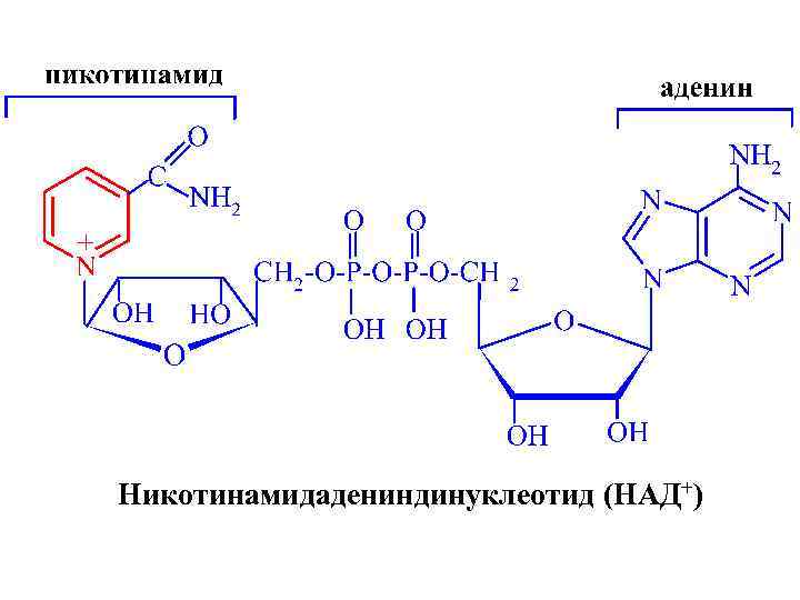 Никотинамидадениндинуклеотид (НАД+) 
