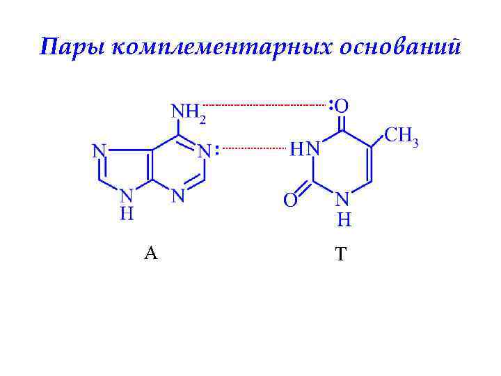 Пары комплементарных оснований А Т 