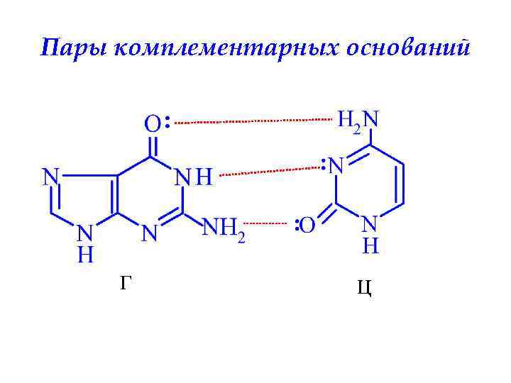 Пары комплементарных оснований Г Ц 