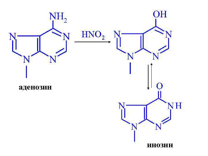 HNO 2 аденозин инозин 