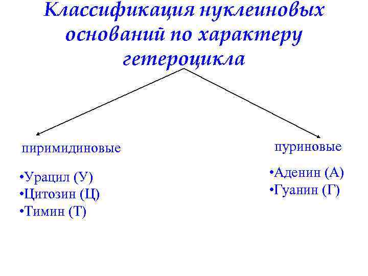 Классификация нуклеиновых оснований по характеру гетероцикла пиримидиновые • Урацил (У) • Цитозин (Ц) •