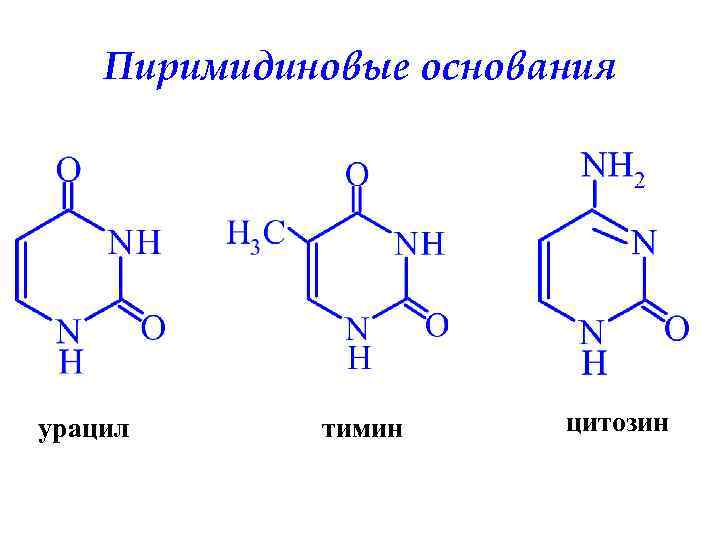Пиримидиновые основания урацил тимин цитозин 